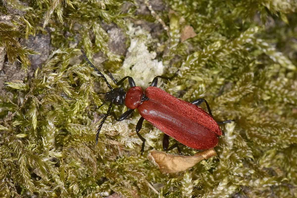 Ovideposizione di Pyrochroidae